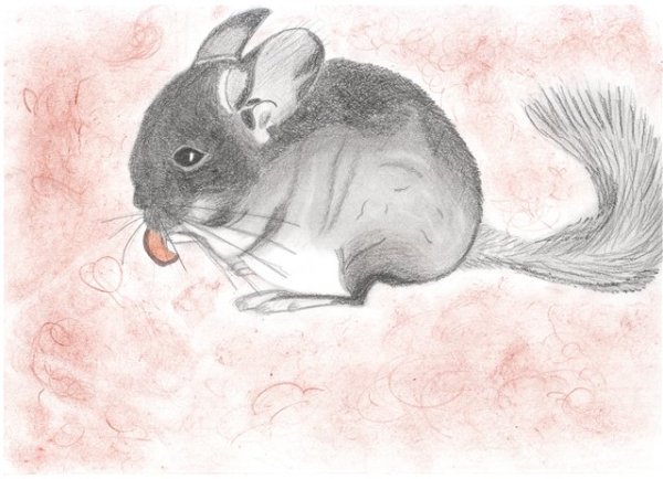 Шиншилла рисунок для детей