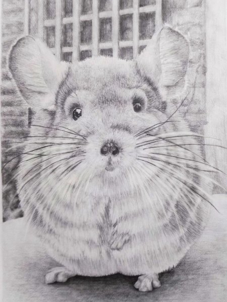 Слепая шиншилла