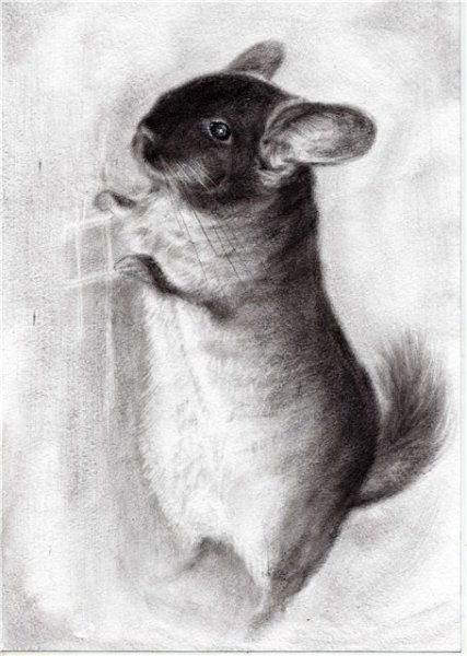 Зарисовки шиншилл