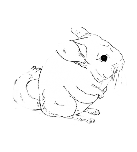 Шиншилла карандашом