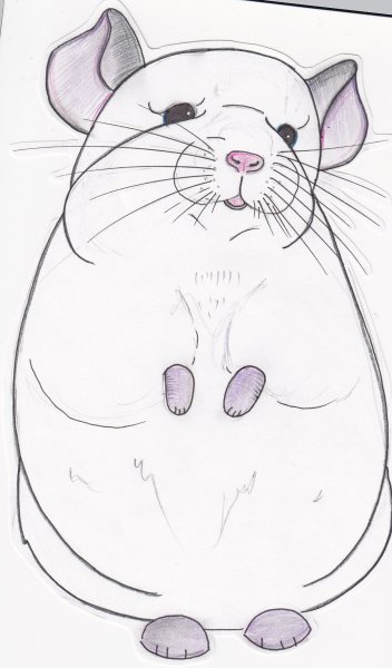 Шиншилла для срисовки