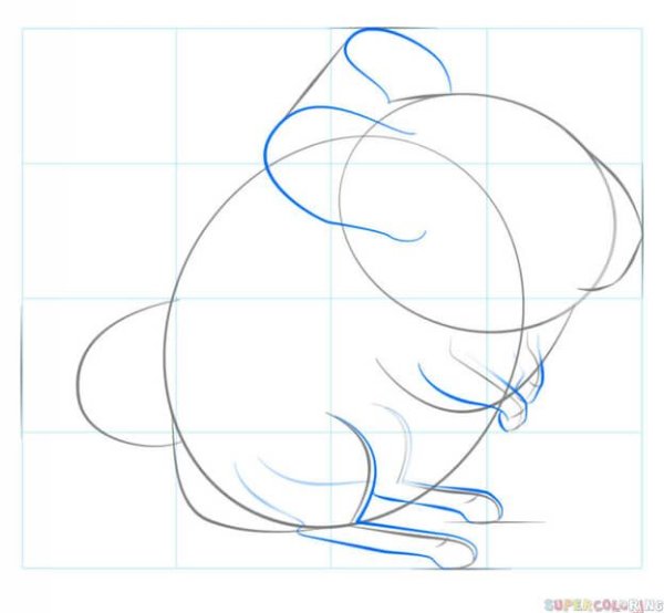 Этапы рисования шиншиллы