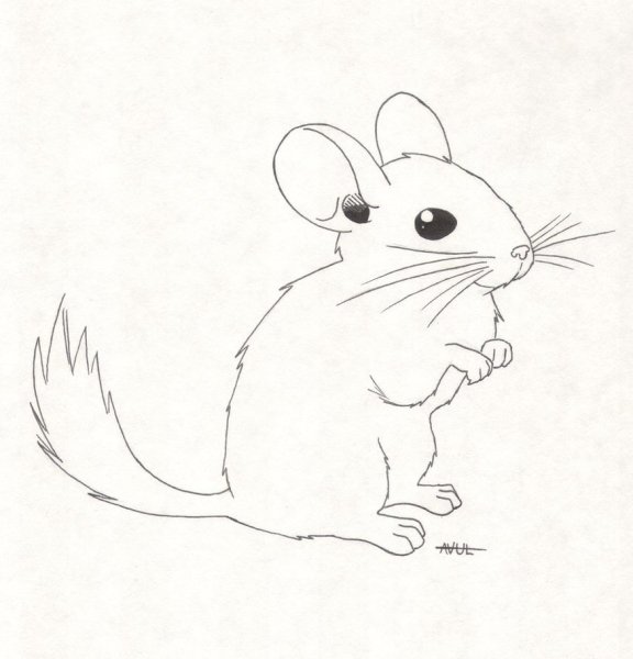 Шиншилла рисунок