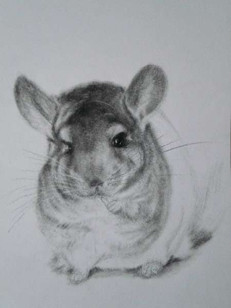 Как легко нарисовать шиншиллу и собаку