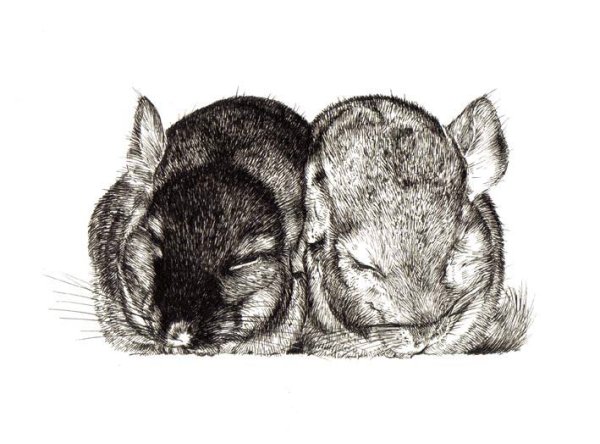 Шиншилла карандашом