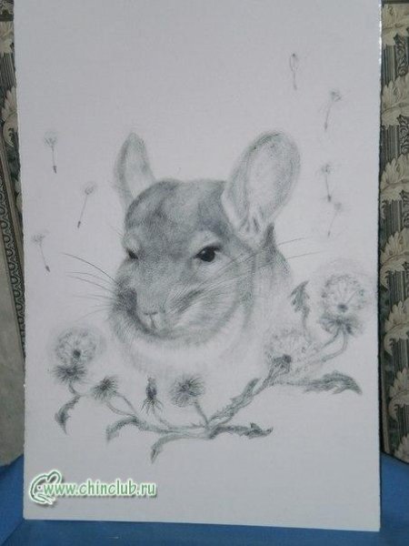Эскиз шиншиллы