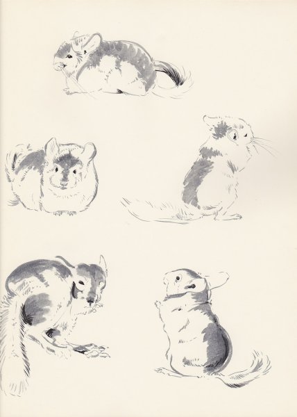 Шиншилла рисунок сбоку