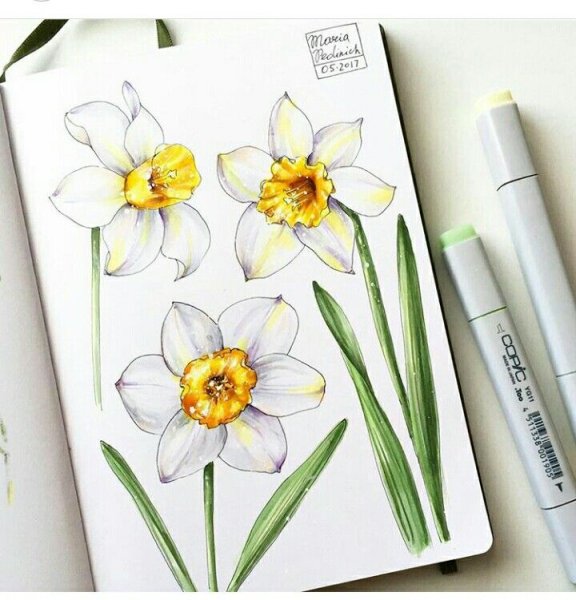 Нарцисс Ботанический скетч
