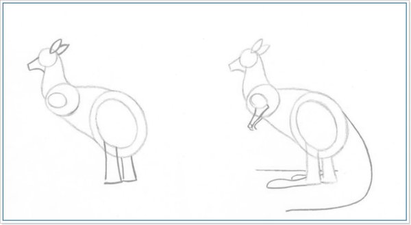 Этапы рисования кенгуру
