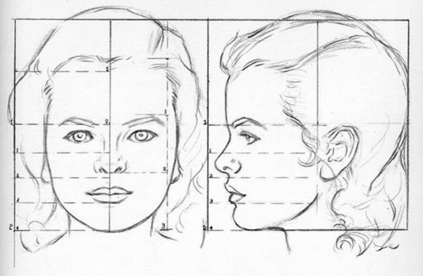 Пропорции портрета человека профиль
