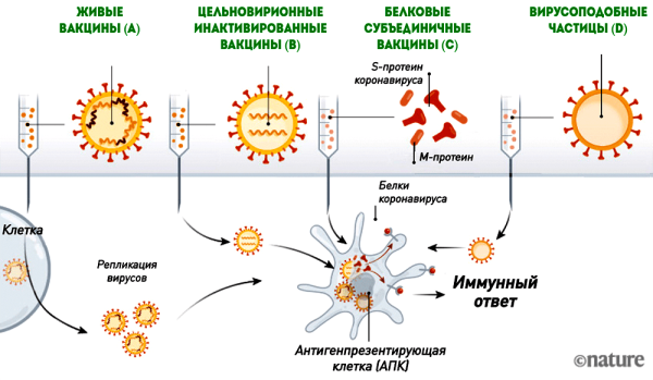 Схема получения живых вакцин