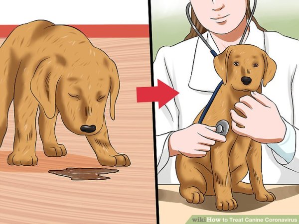 Пёс против коронавируса