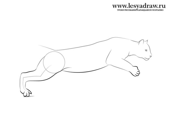 Поэтапное рисование Пумы