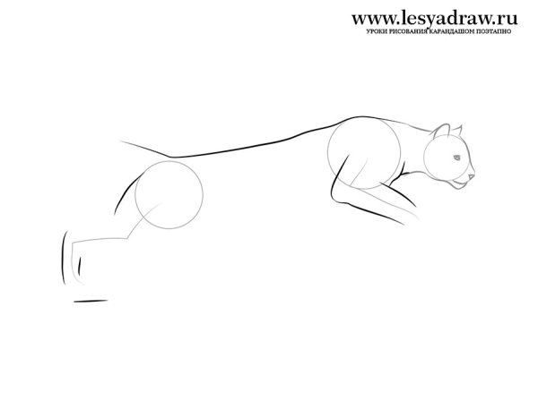 Поэтапный рисунок Пумы