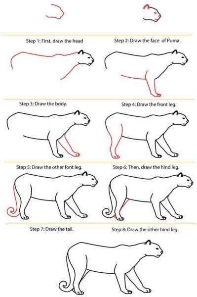 Поэтапное рисование Пумы
