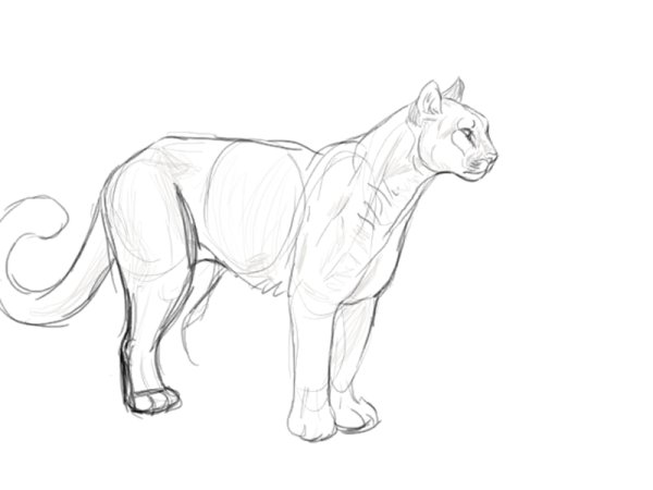 Пума карандашом