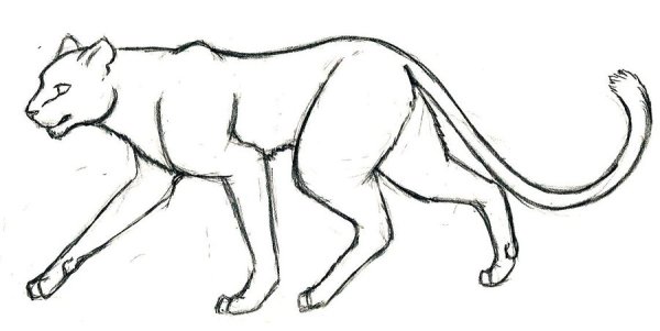 Животное в движении карандашом