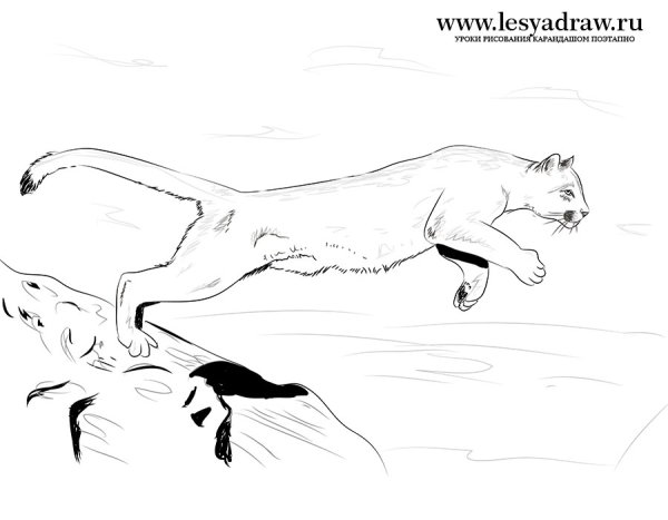 Пума рисунок