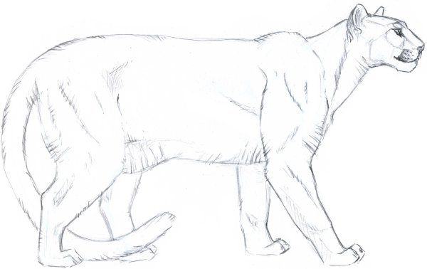 Как нарисовать пуму