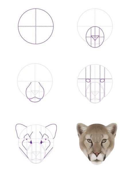 Схема рисования морды животных