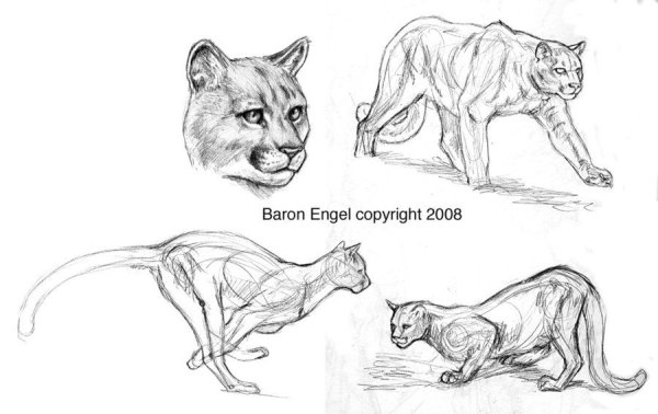 Пума рисунок карандашом для начинающих