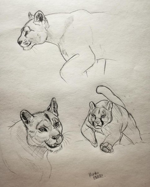 Поэтапное рисование Пумы