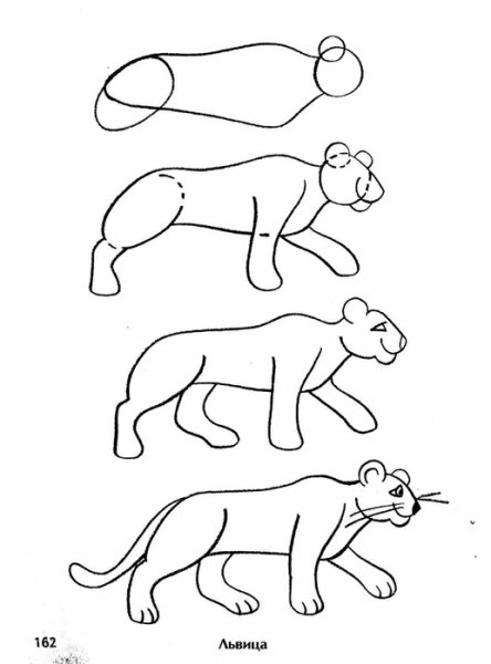 Поэтапное рисование тигра