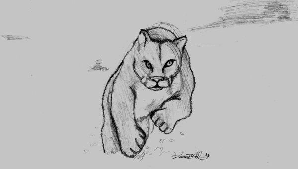 Рисунок Пумы карандашом для срисовки