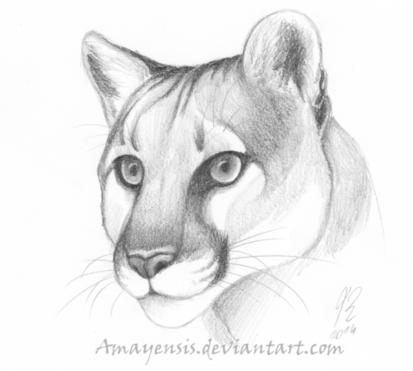 Пума набросок