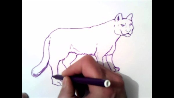 Как рисовать пуму видео