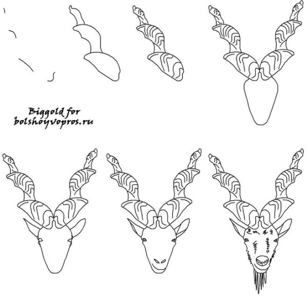 Рисунок козла поэтапно