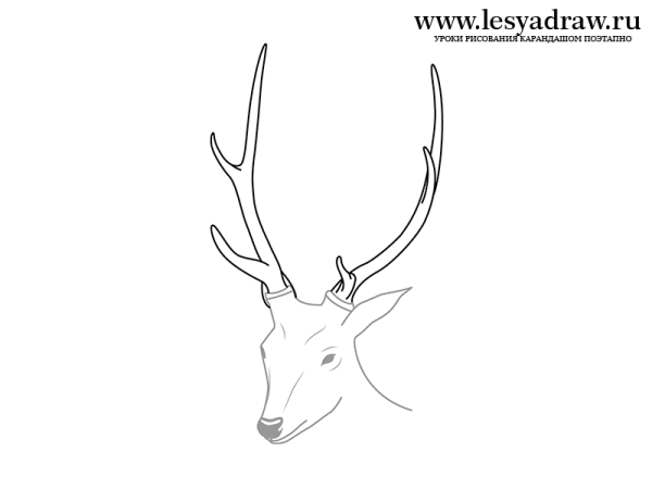 Оленьи рога карандашом