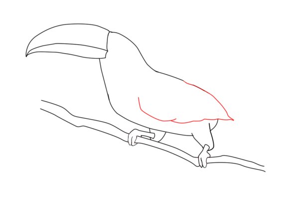 Пошаговое рисование тукана