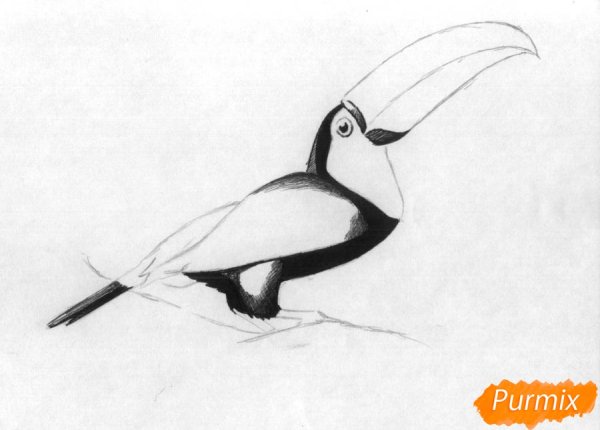 Тукан поэтапное рисование