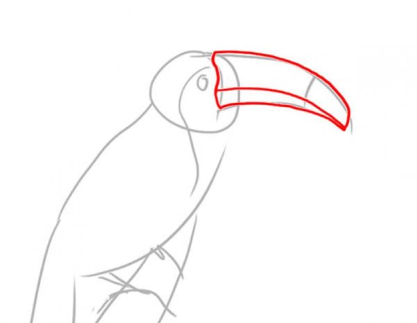 Тукан поэтапное рисование
