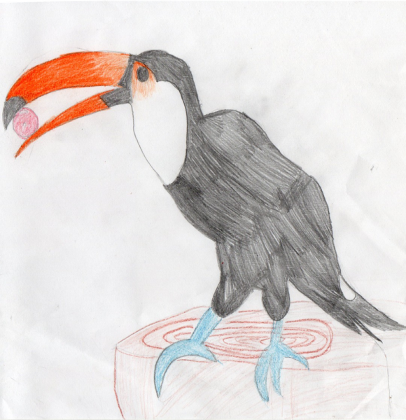 Тукан рисунок карандашом