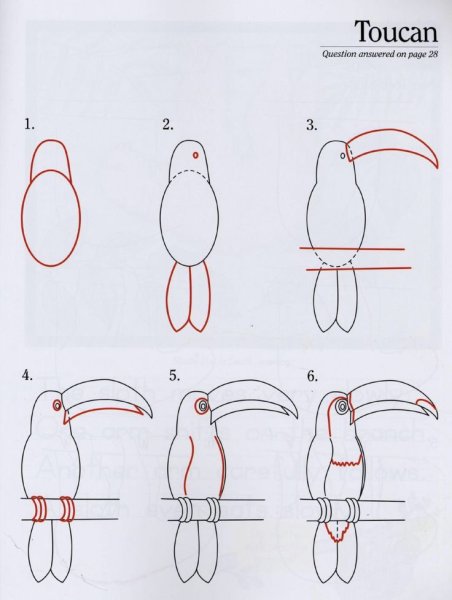 Схема рисования тукана для детей