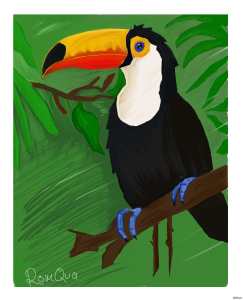 Тукан поэтапное рисование