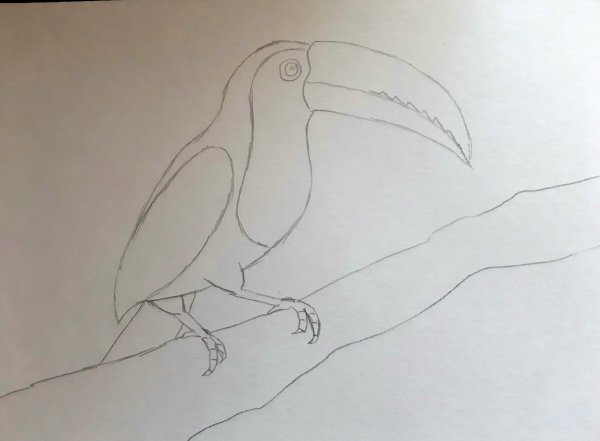 Тукан сбоку с раскинутыми крыльями простым карандашом