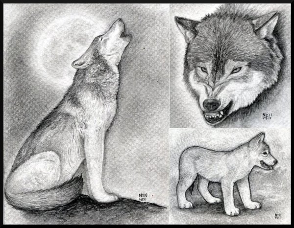 Рисунки на тему Волчонок