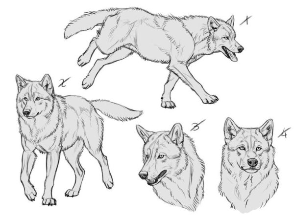 Волк карандашом в полный рост