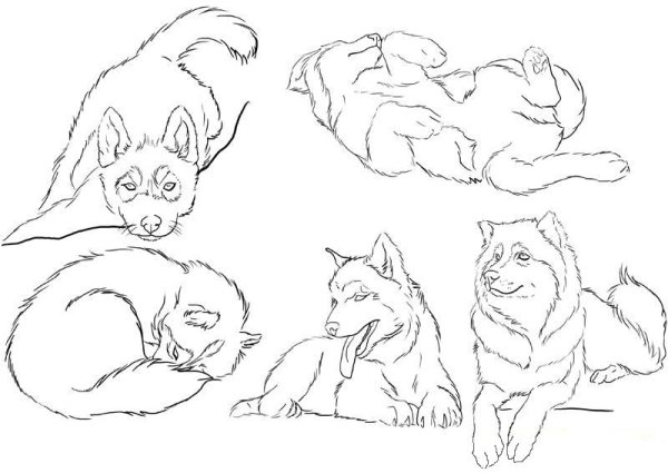 Наброски собак в разных позах
