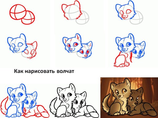 Как рисовать волка поэтапно