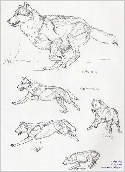 Волк бежит референс