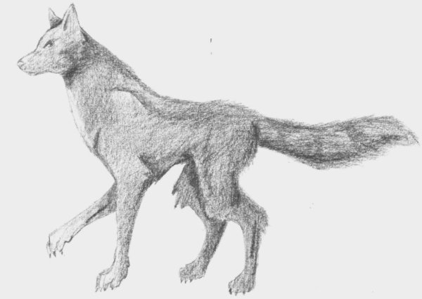 Пропорции волка