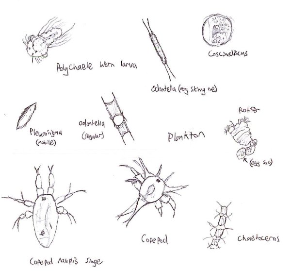 Планктон скетч
