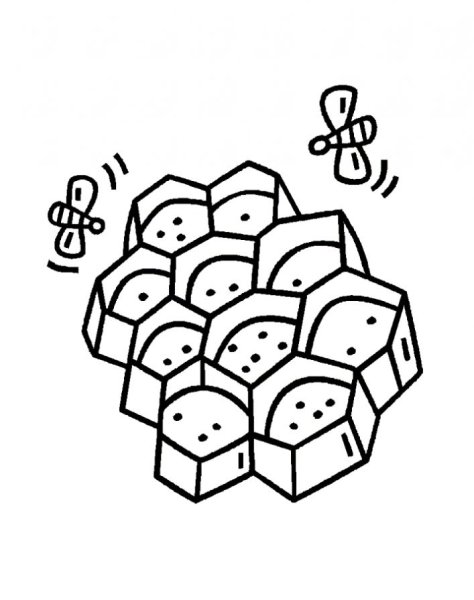 Раскраска соты пчелиные