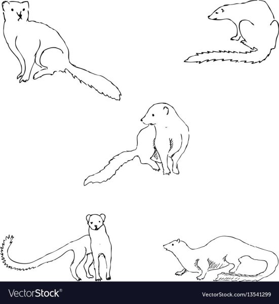 Капитан нарисовать поэтапно