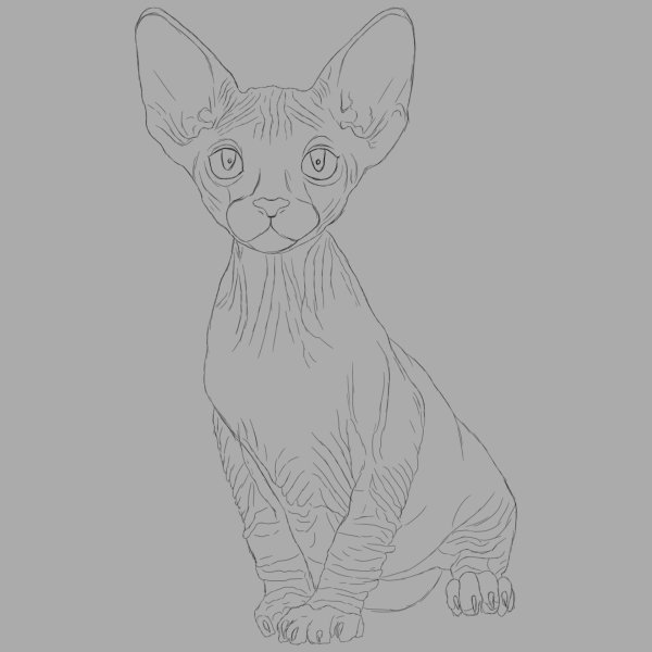 Канадский сфинкс раскраска