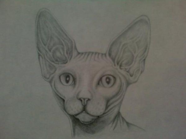 Пошаговое рисование сфинкс